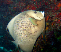 Manchones Chico Reef - 2007.05.29