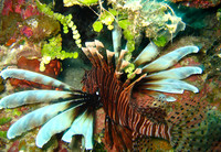 Lionfish