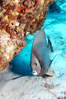 Anglefish