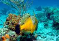 Triggerfish