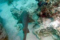 Ginas Reef - 2007.09.19