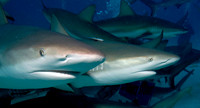 Shark Runway - 2008.11.17