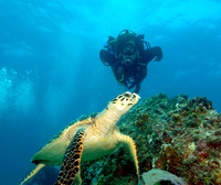 Turtles