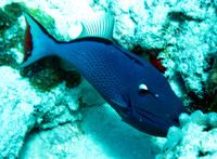 Unknown Reef - 2006.08.14