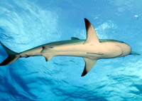 Shark Wall - 2008.11.17