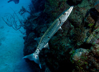 Barracuda
