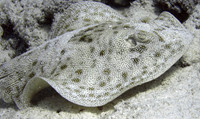 Unknown Reef - 2006.08.14