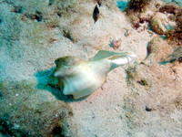 Shells