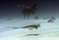 Rays