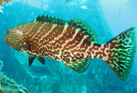 Grouper