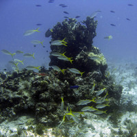 Banderas Reef - 2007.05.29