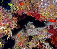 Cowfish