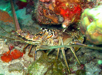 Crustaceans