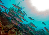 Barracuda Point - 2009.03.23