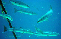 Unknown Reef - 2006.08.12