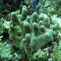 Grampin Reef - 2007.06.01