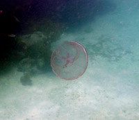 Jellyfish