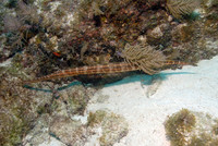 Trumpetfish & Cornefish