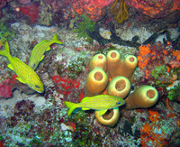 Ponta Negra Reef - 2007.06.01