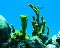 Cozumel