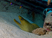 Eels