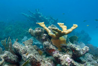 North Star Reef - 2007.09.09